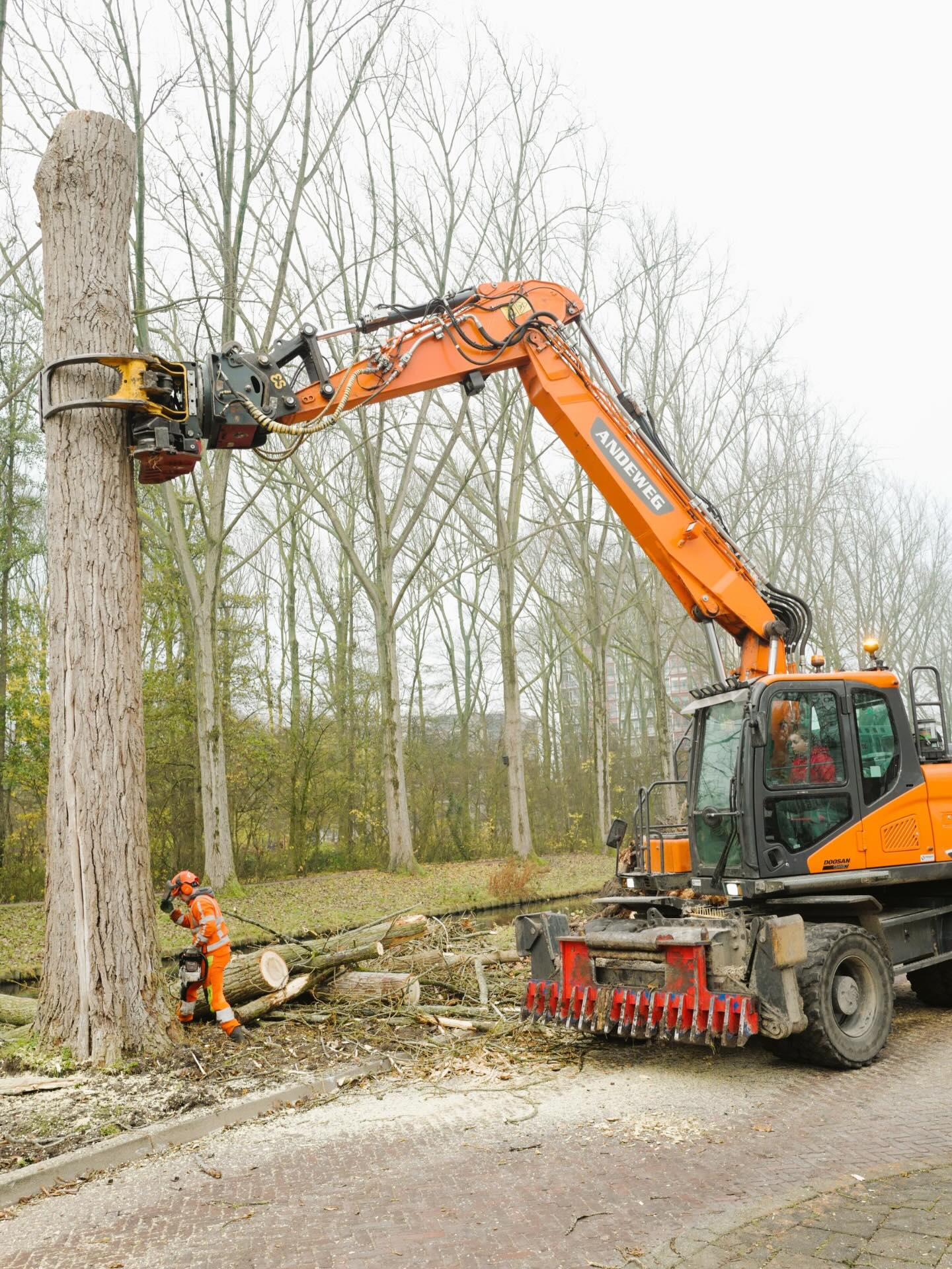 Bomen kappen in Delft